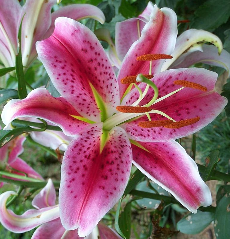 6" Star Gazer Lily