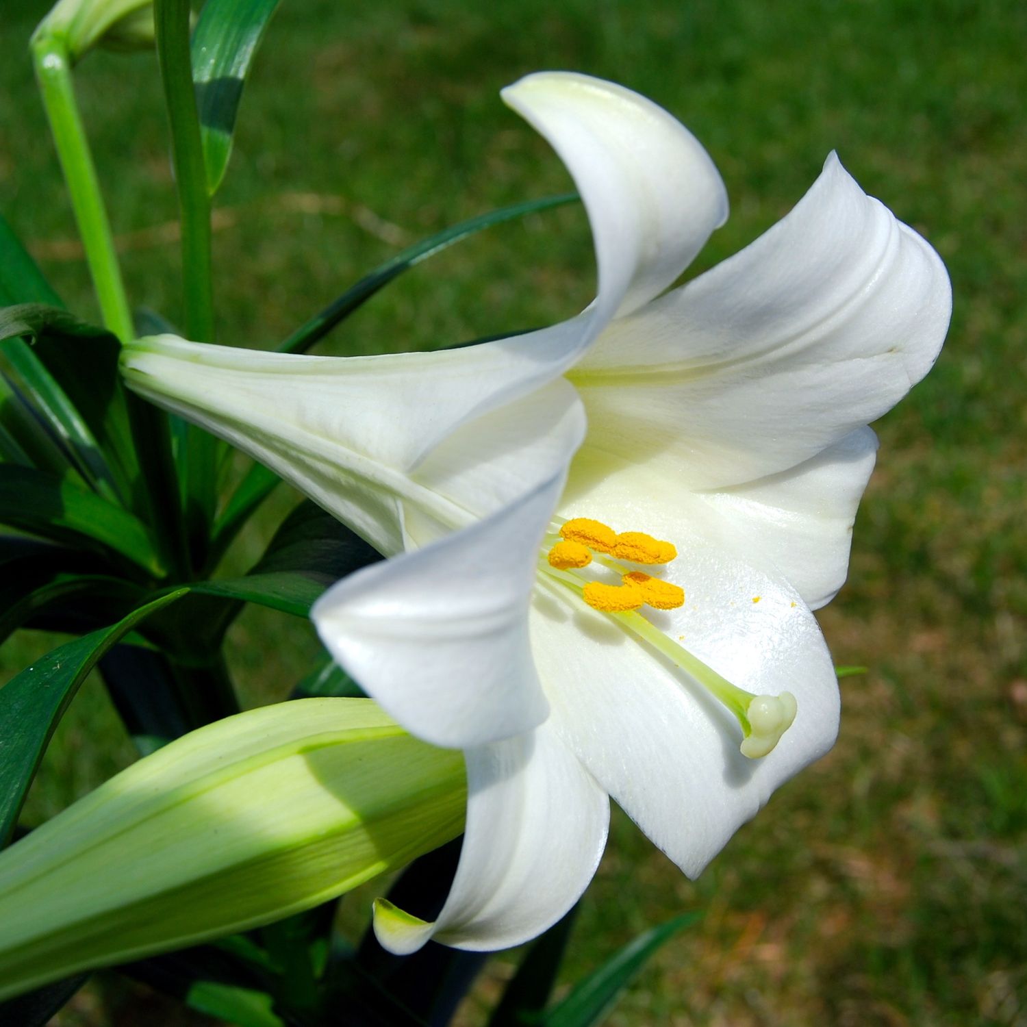 6" Easter Lily