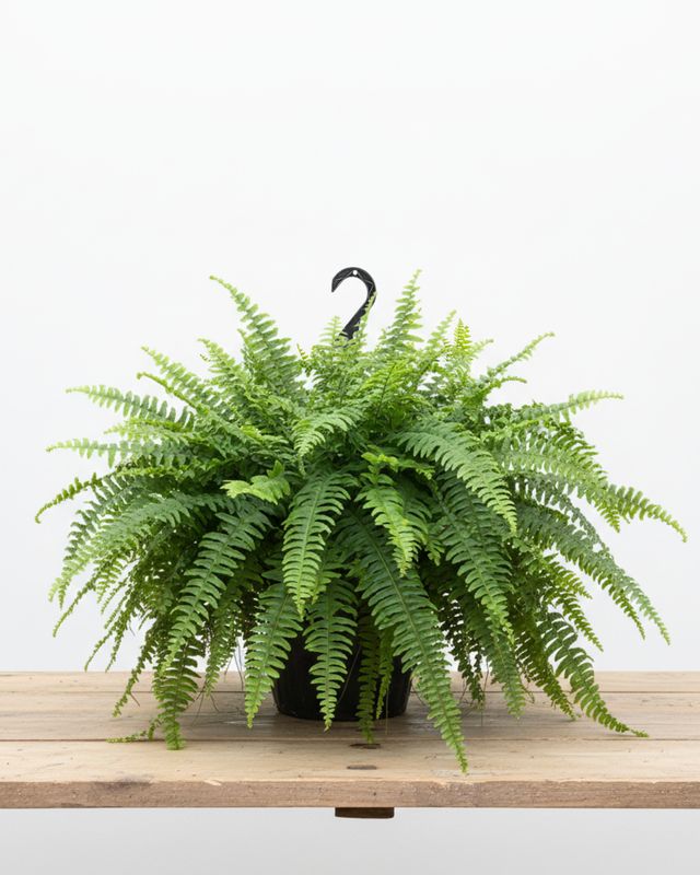 12" Pot Boston Fern