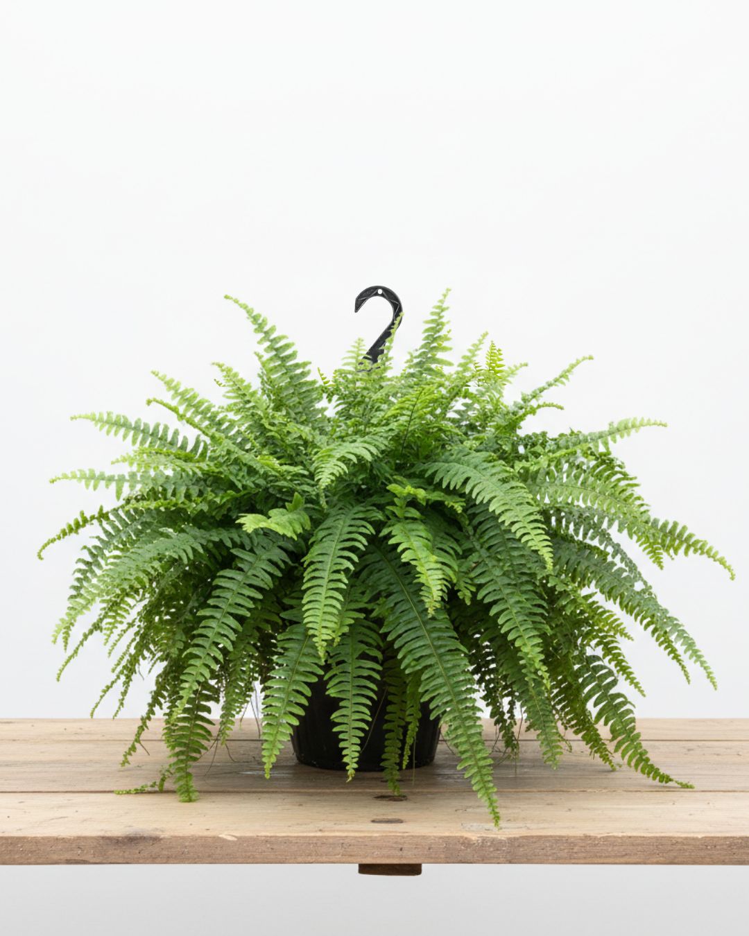 12" Boston Fern