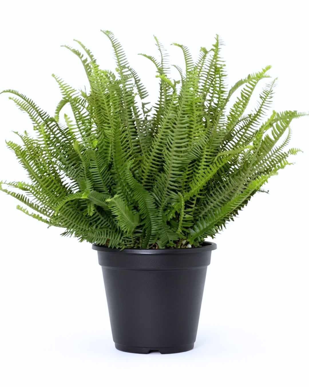 10" Pot Kimberly Fern