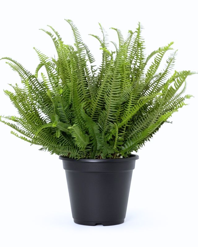 10" Pot Kimberly Fern