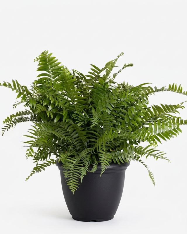 10" Pot Macho Fern