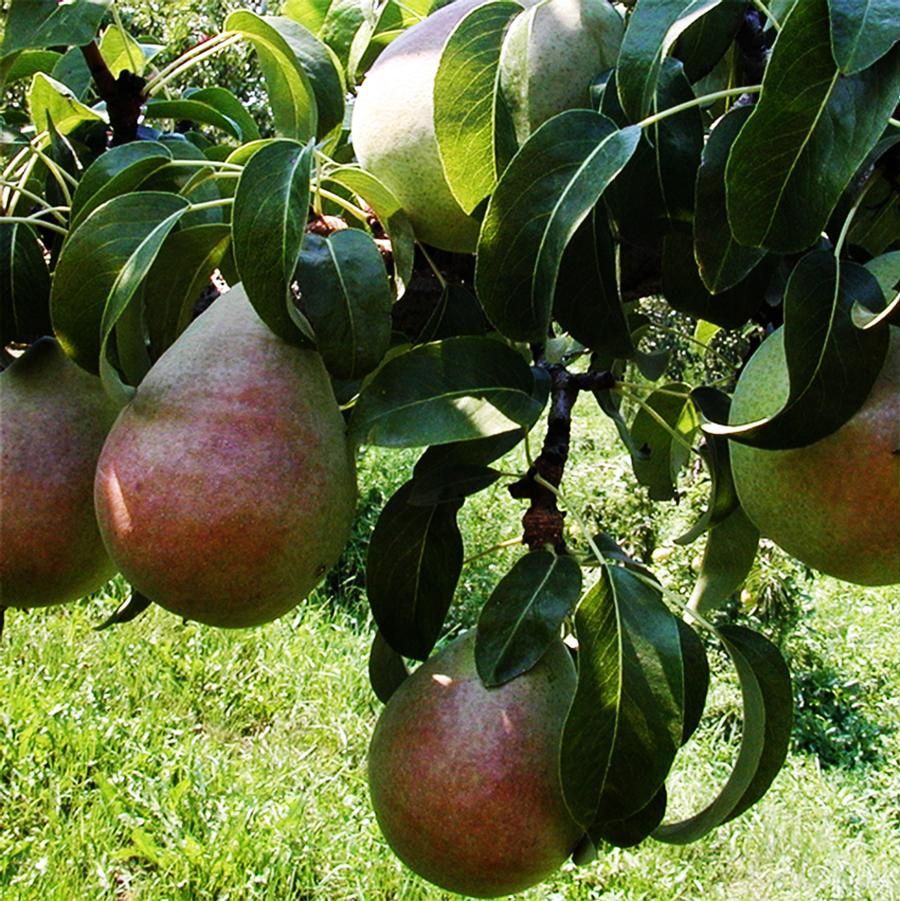 Anjou Pear Tree