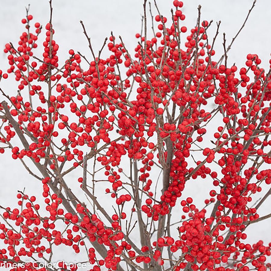 Berry Poppins® Winterberry