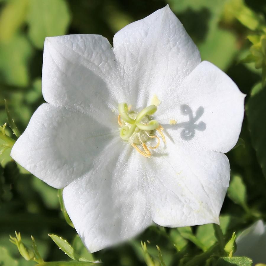 Carpathian Bellflower Pearl White