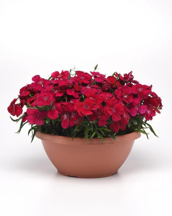 Dianthus Coronet™ 'Cherry Red'