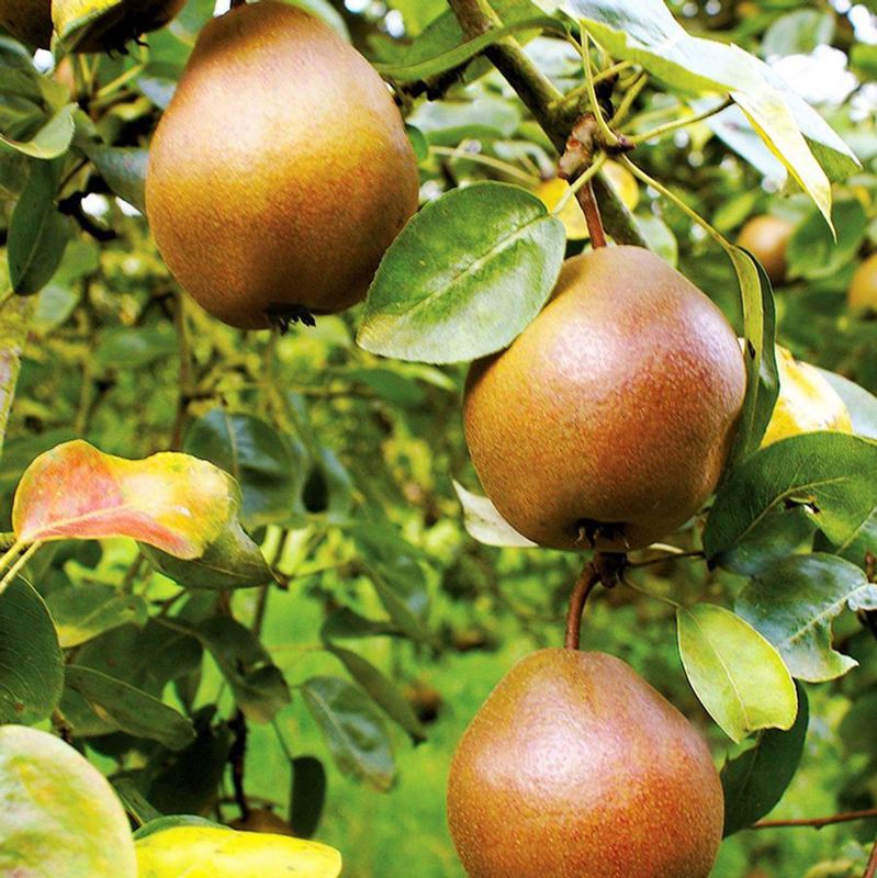 Combination Pear Tree