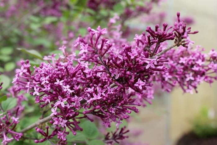 Dark Purple Dwarf Lilac