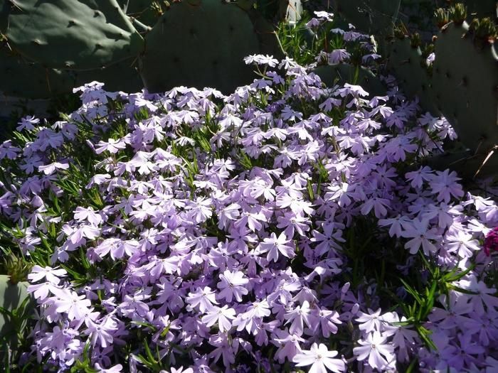 Emerald Blue Moss Phlox/Creeping Phlox
