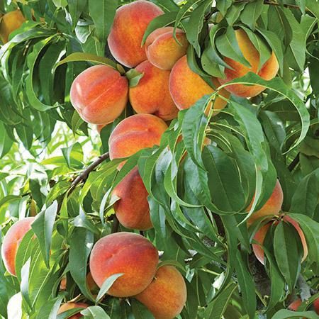 Frost Peach Tree