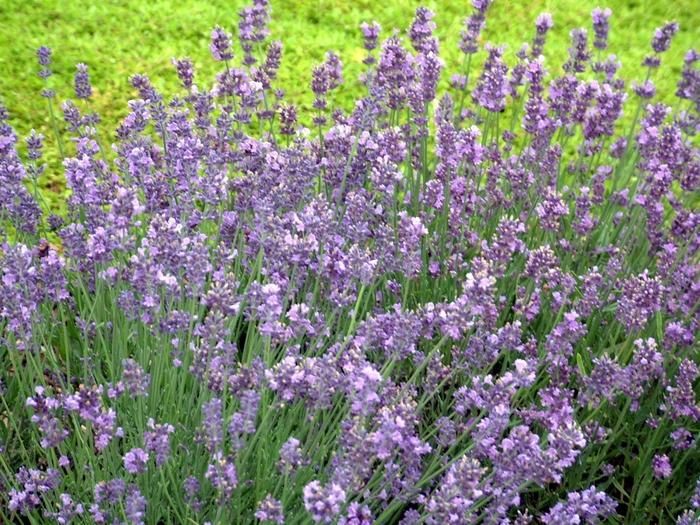 Munstead Lavender