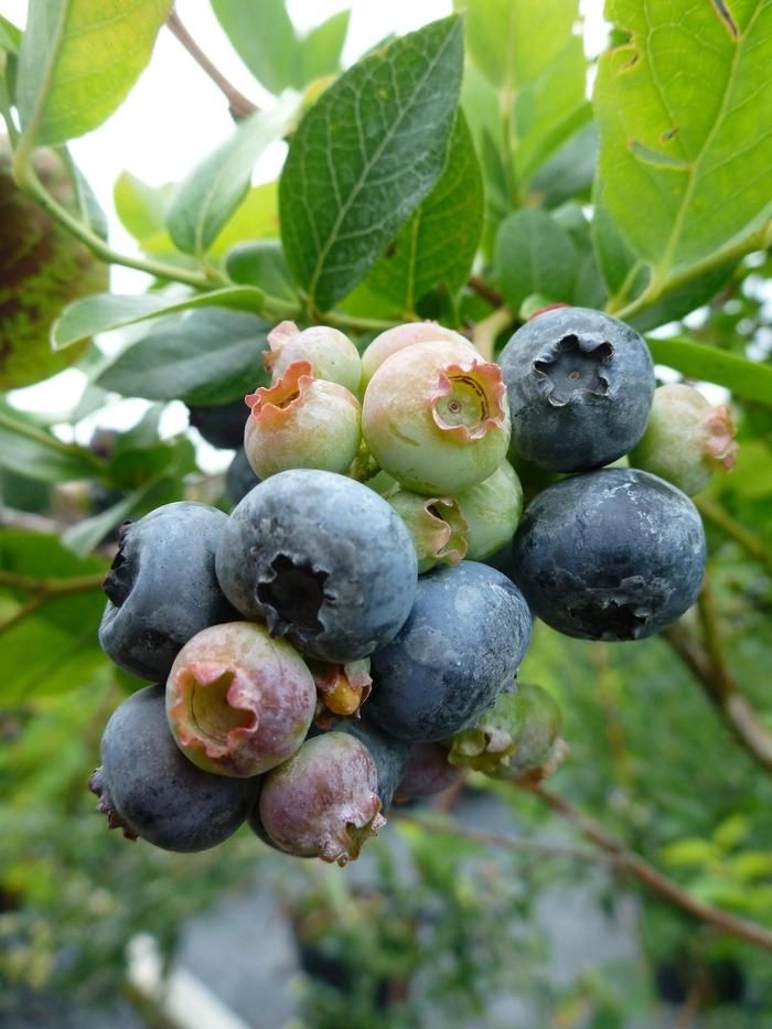 Northland Blueberry