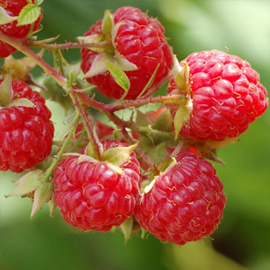 Nova Raspberry