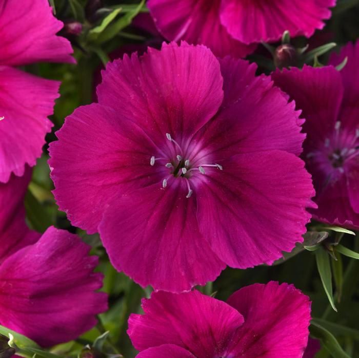 Dianthus Coronet™ 'Purple'