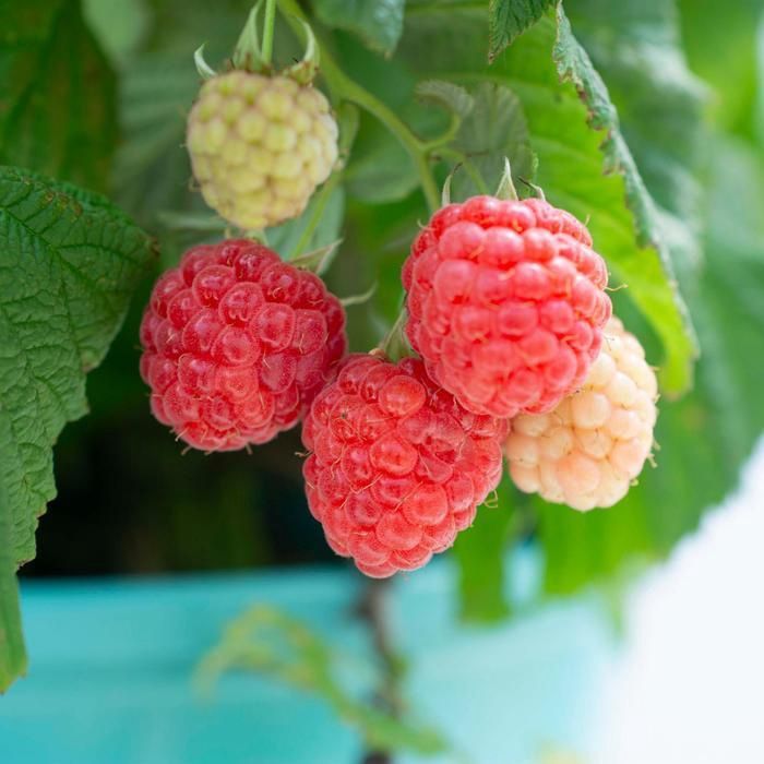 Raspberry Shortcake™ Thornless Raspberry