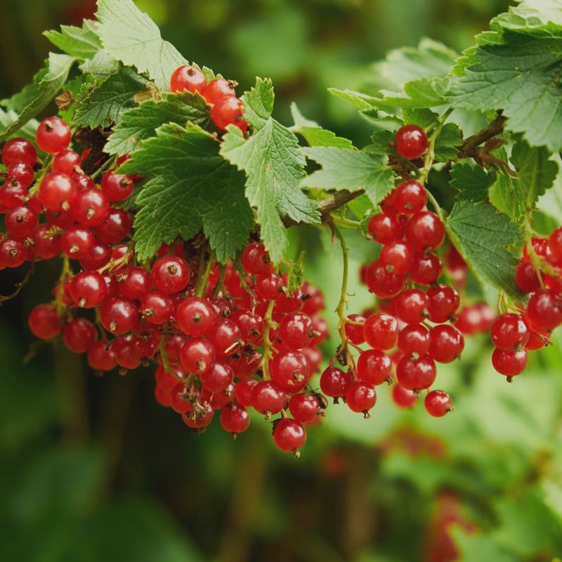 Red Lake Currant