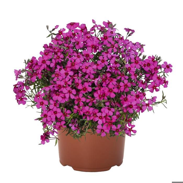 Scarlet Creeping Phlox