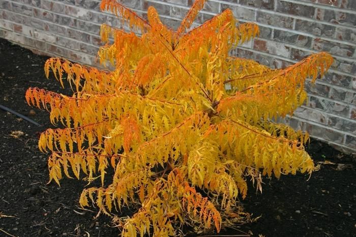 Tiger Eyes® Cutleaf Staghorn Sumac
