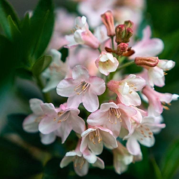 Bloombux® Magenta Rhododendron