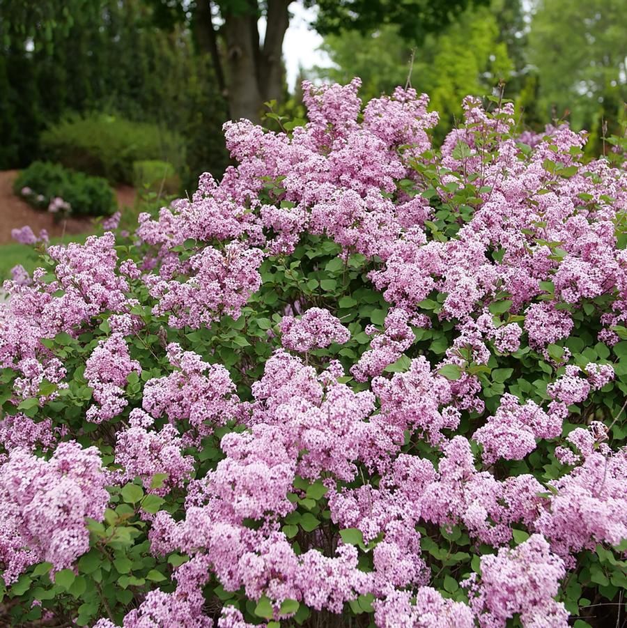 Bloomerang® Purpink Reblooming Lilac