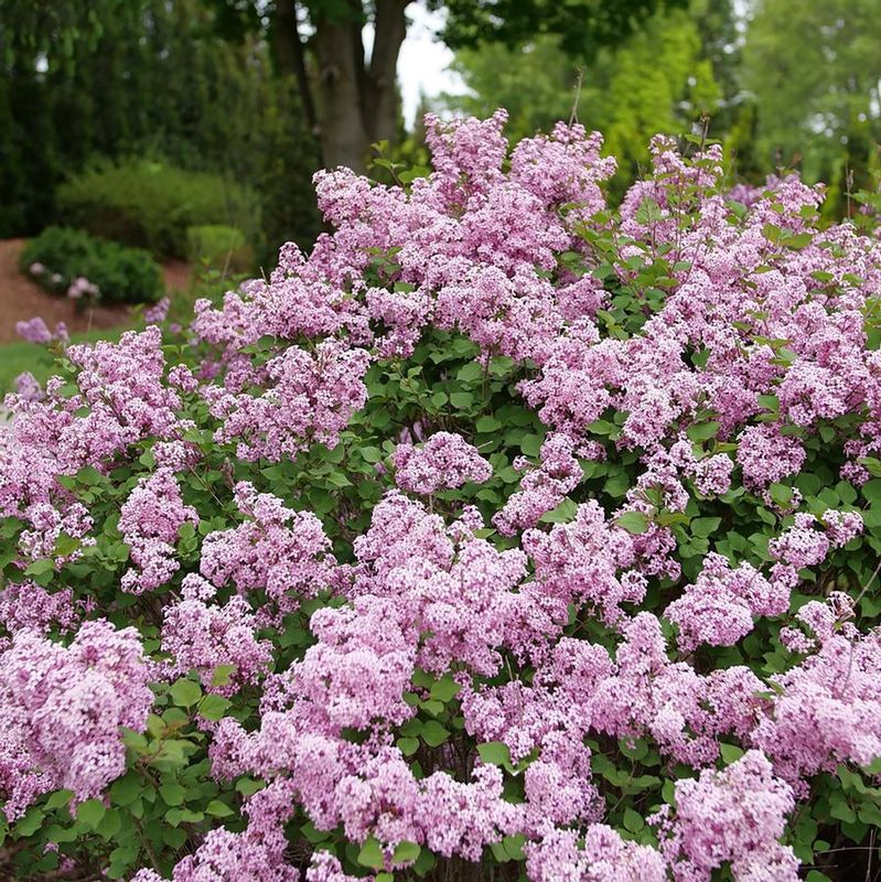 Bloomerang® Purpink Reblooming Lilac