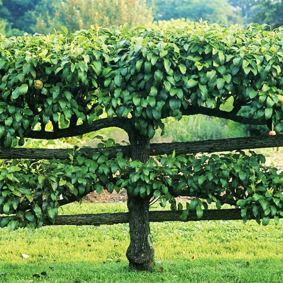 Combination Apple Tree