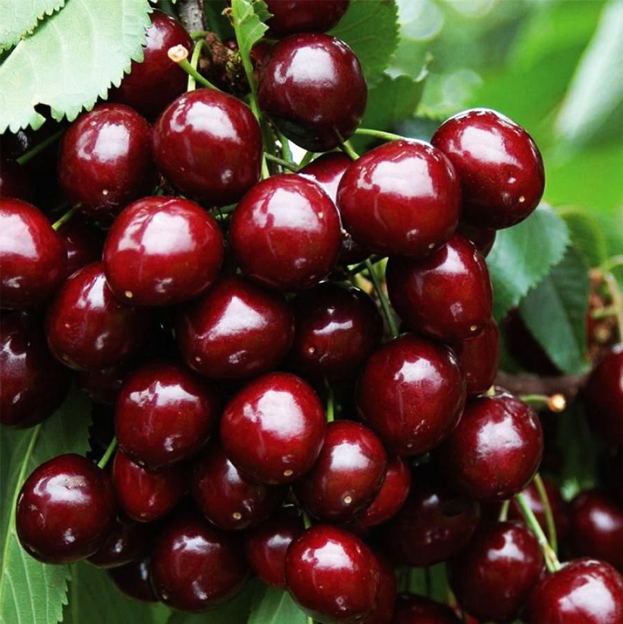 Combination Cherry Tree