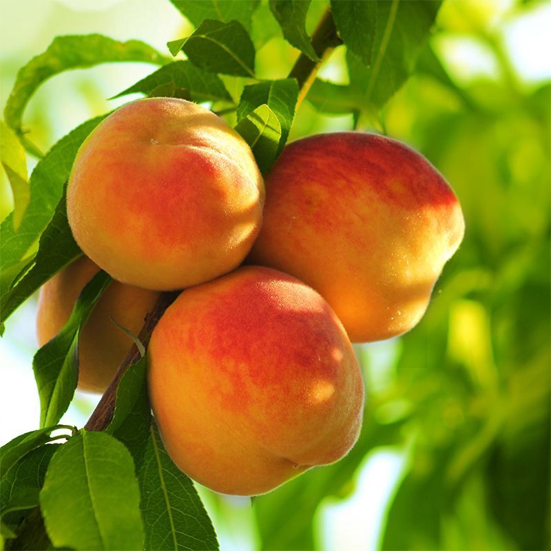 Early Elberta Peach Tree