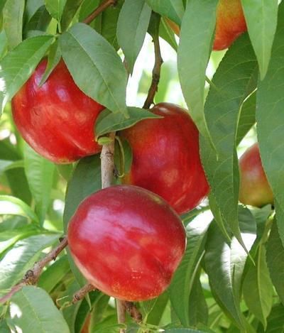 Flavortop Nectarine Tree