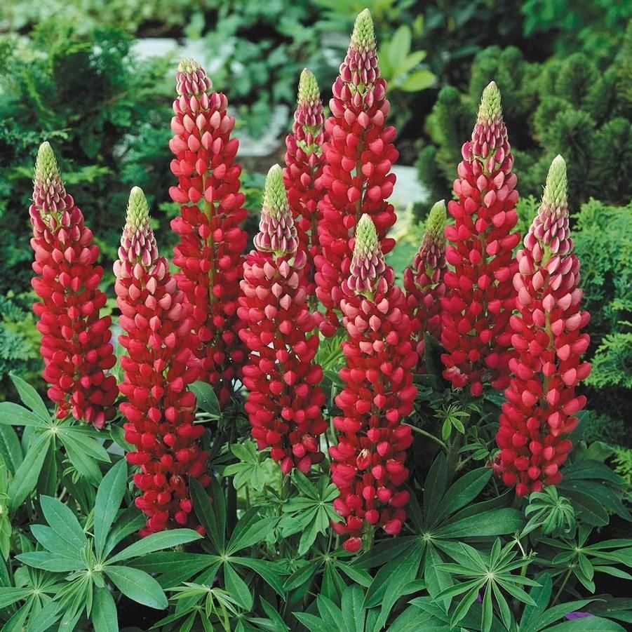 Gallery Red Lupine