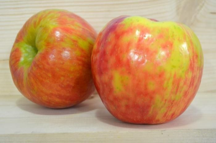 Honeycrisp Apple Tree