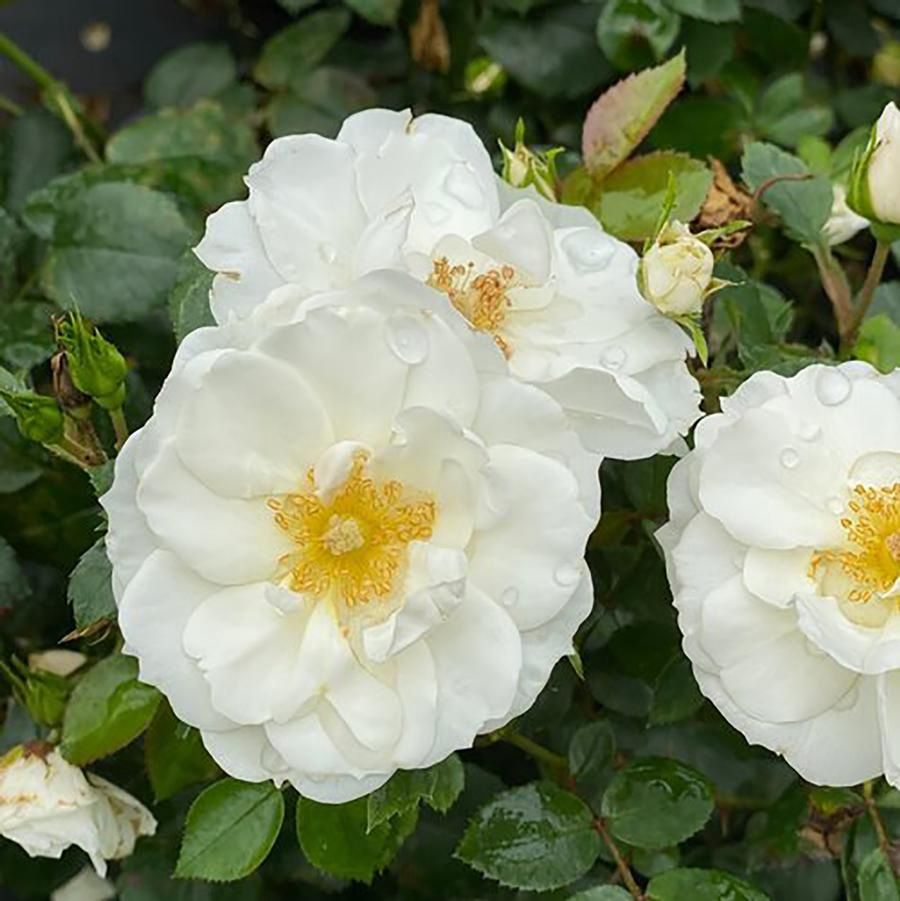 Ice Bay™ Shrub Rose