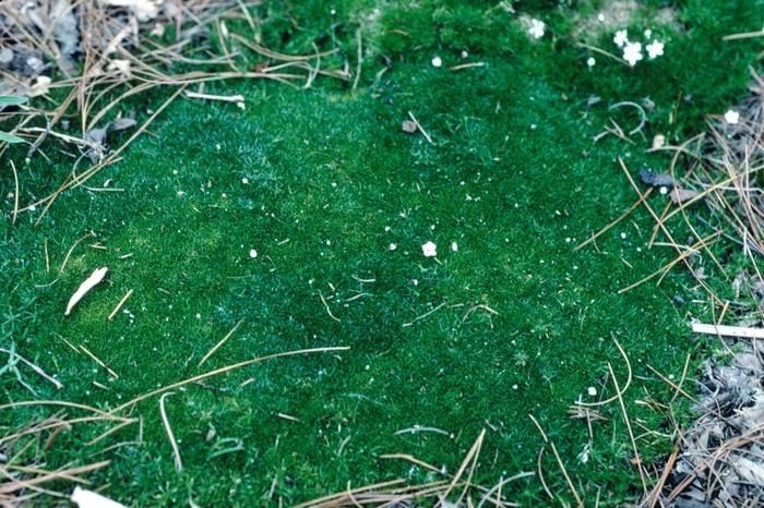 Irish Moss