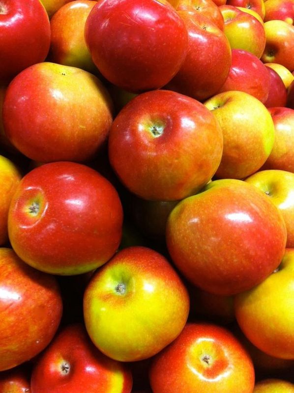 McIntosh Apple Tree