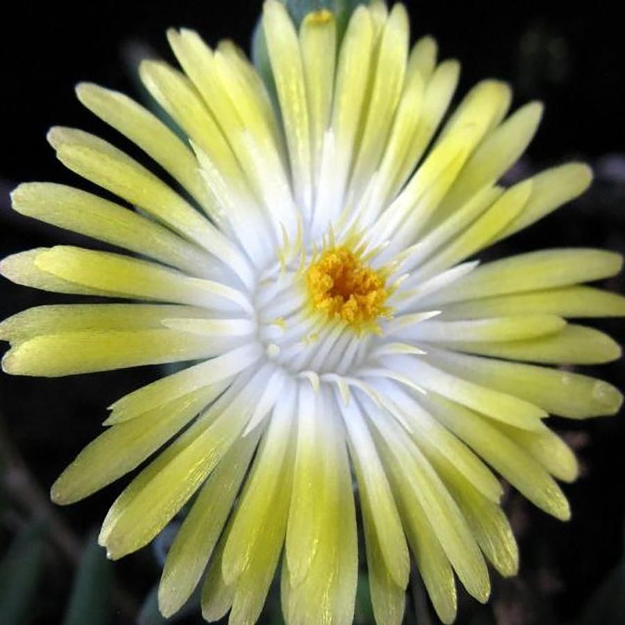Peridot Ice Plant