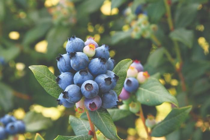 Perpetua™ Blueberry