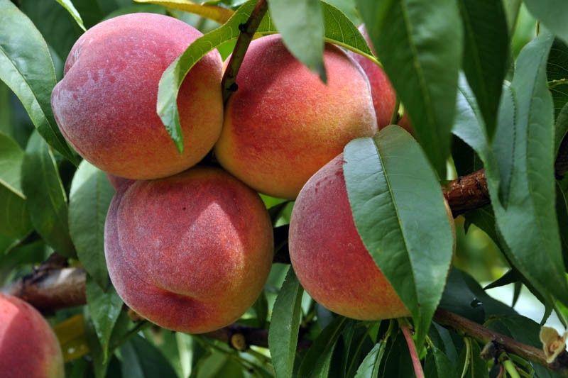 Red Haven Peach Tree