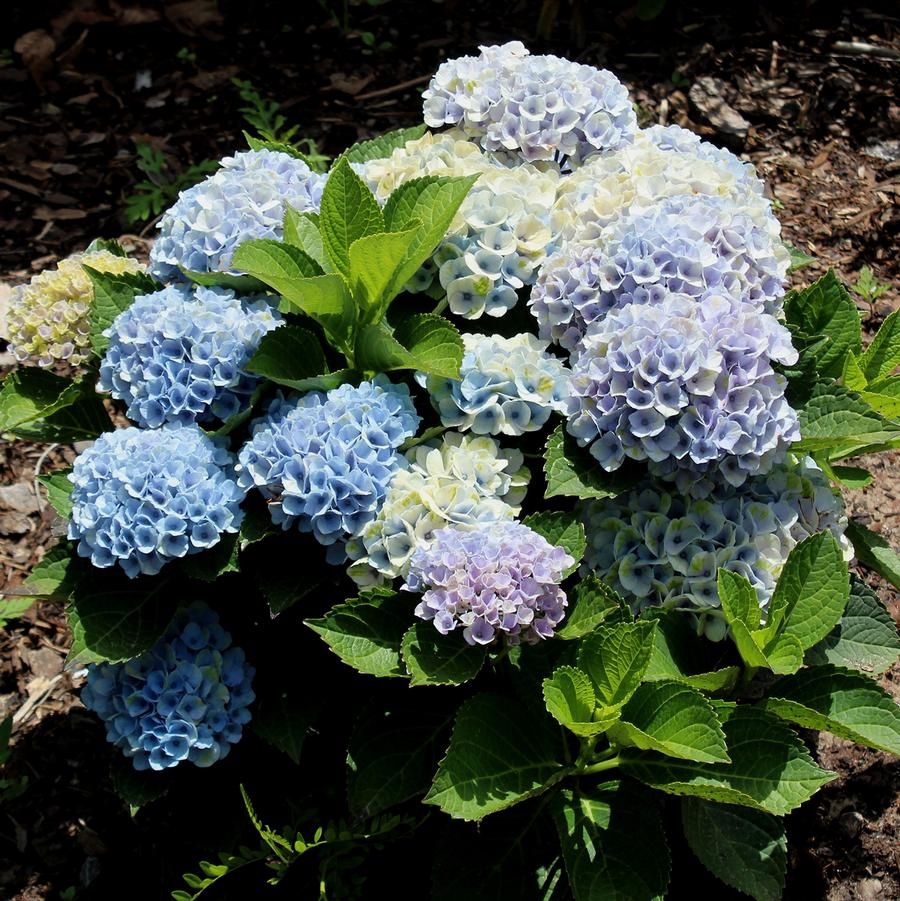 Revolution Hydrangea 2 Gal