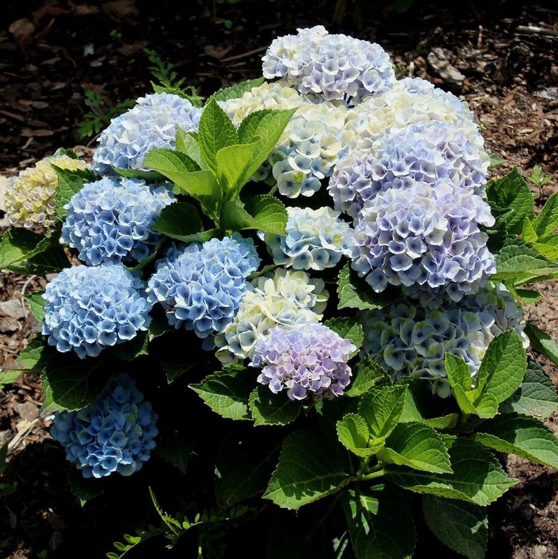 Revolution Hydrangea 2 Gal