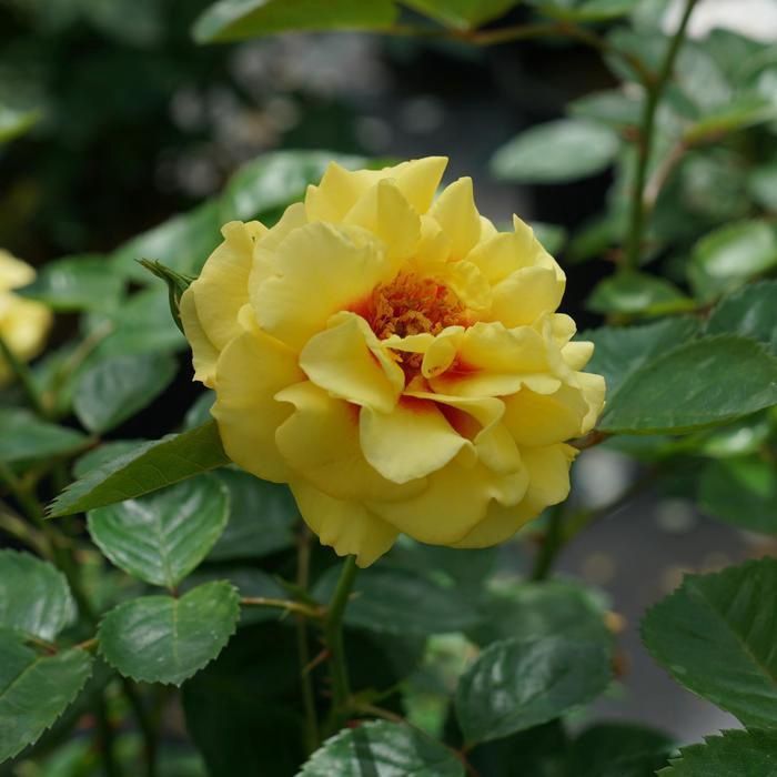 Ringo® Climbing Rose