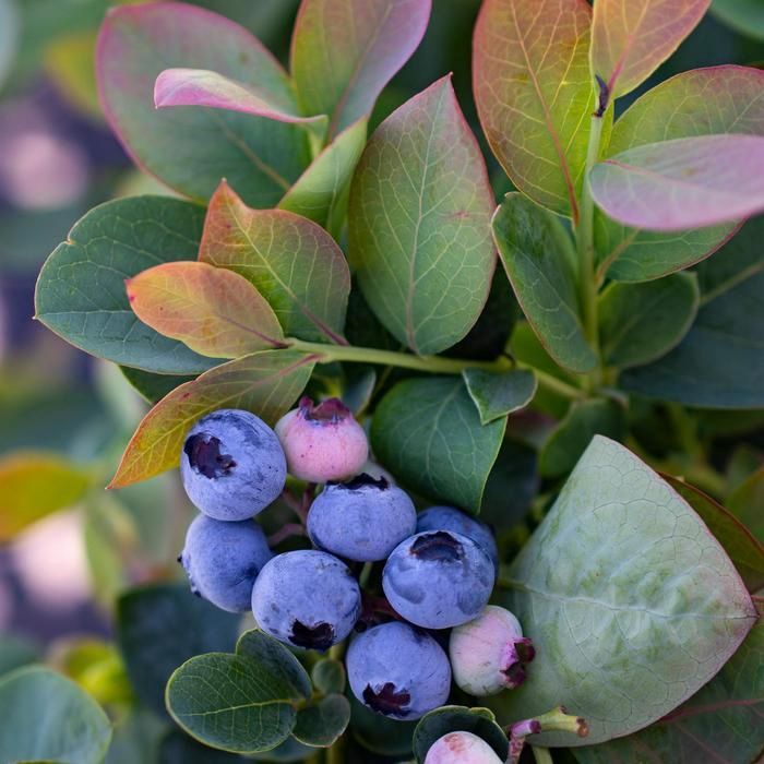Silver Dollar® Blueberry