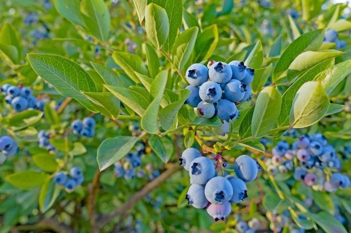 Top Hat Lowbush Blueberry