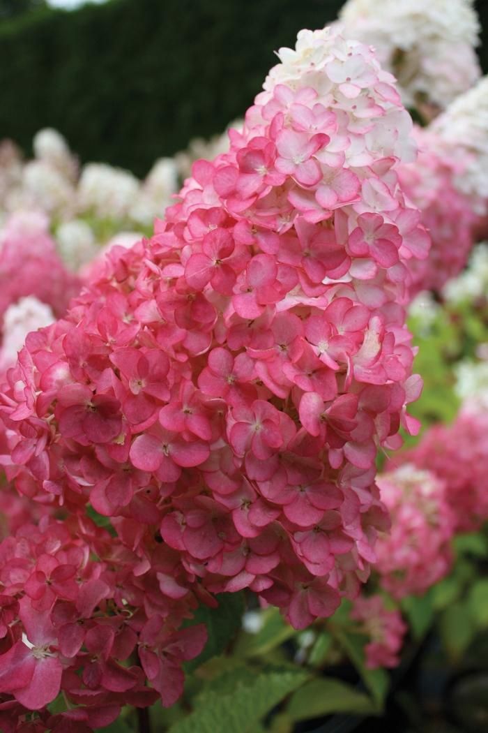 Vanilla Strawberry™ Hydrangea