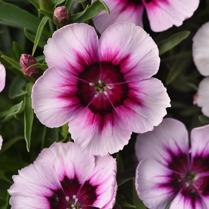 Dianthus Coronet™ 'White Purple Eye'