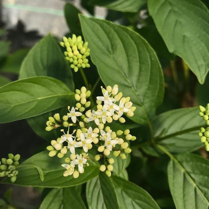 Arctic Fire® Yellow Dogwood