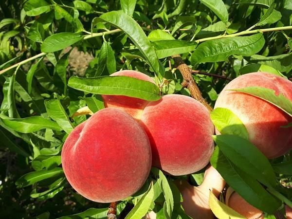 August Rose Peach Tree