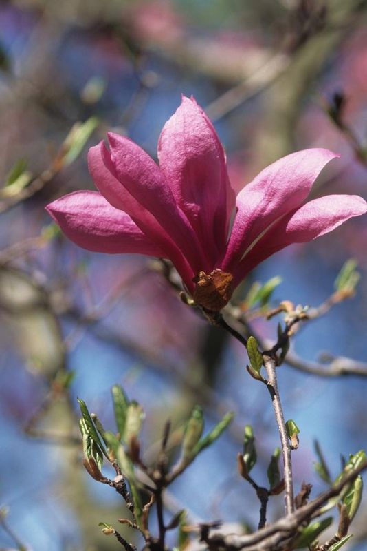 Betty Magnolia