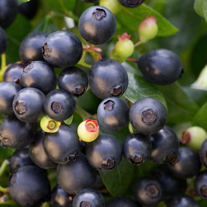 Berrybux™ Blueberry