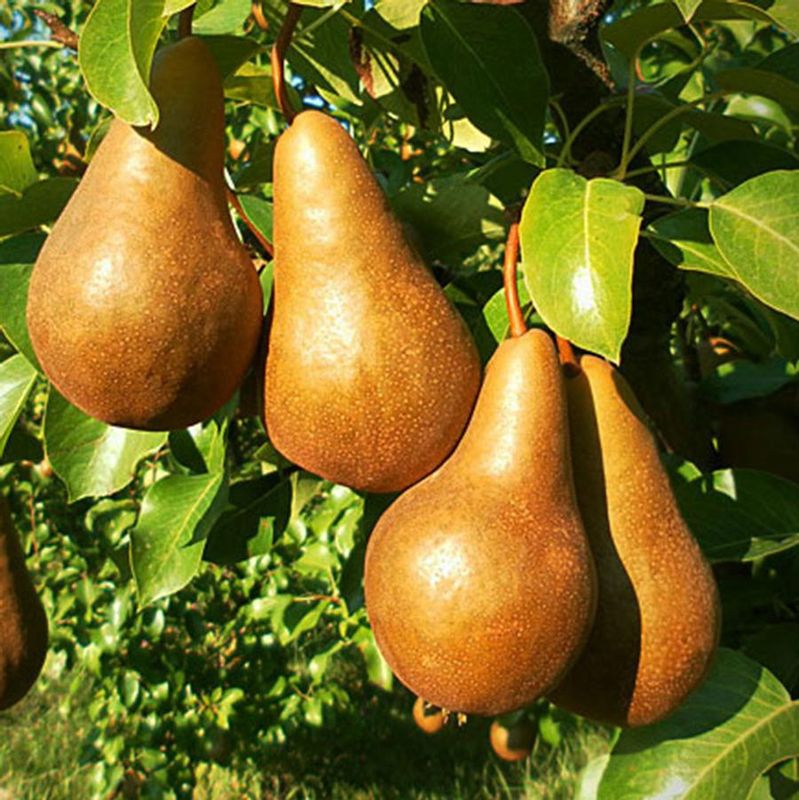 Bosc Pear Tree